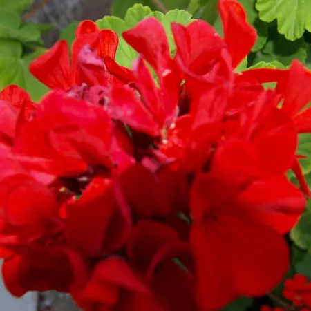 Laios (adults Only) 2*