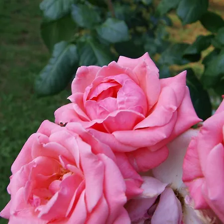 Laios (adults Only) Limenas (Thasos)