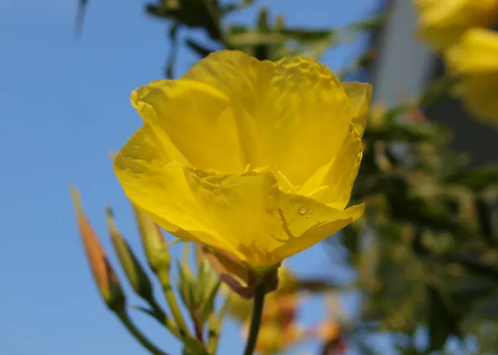 Laios (adults Only) לימנאס