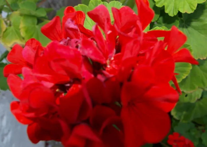 Laios (adults Only) 2*