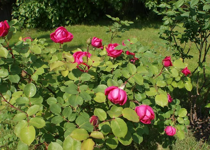 Hotel Laios (adults Only) Limenas (Thasos)