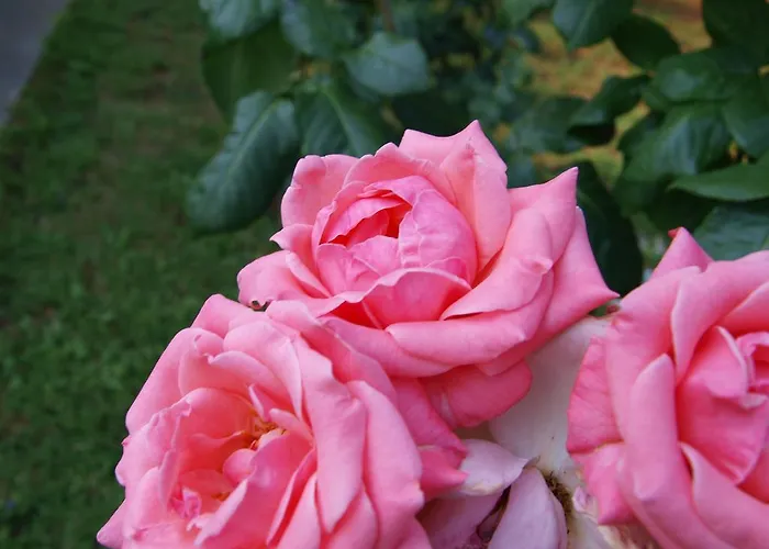 Laios (adults Only) Limenas (Thasos)